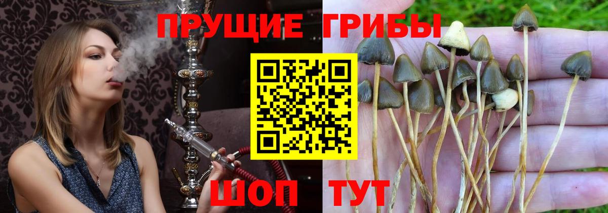 Галлюциногенные грибы прущие грибы  Вход с VPN  Аргун 